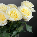 Белая роза mondial 50 см. от интернет-магазина «Цветочная Мастерская»в Колпашево