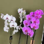 Букеты с орхидеями от интернет-магазина «Цветочная Мастерская»в Колпашево